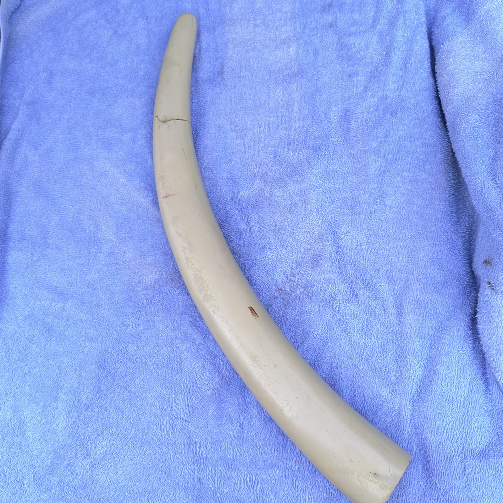 Faux Carved Dragon Tusk Decorative Sculpture photo 10