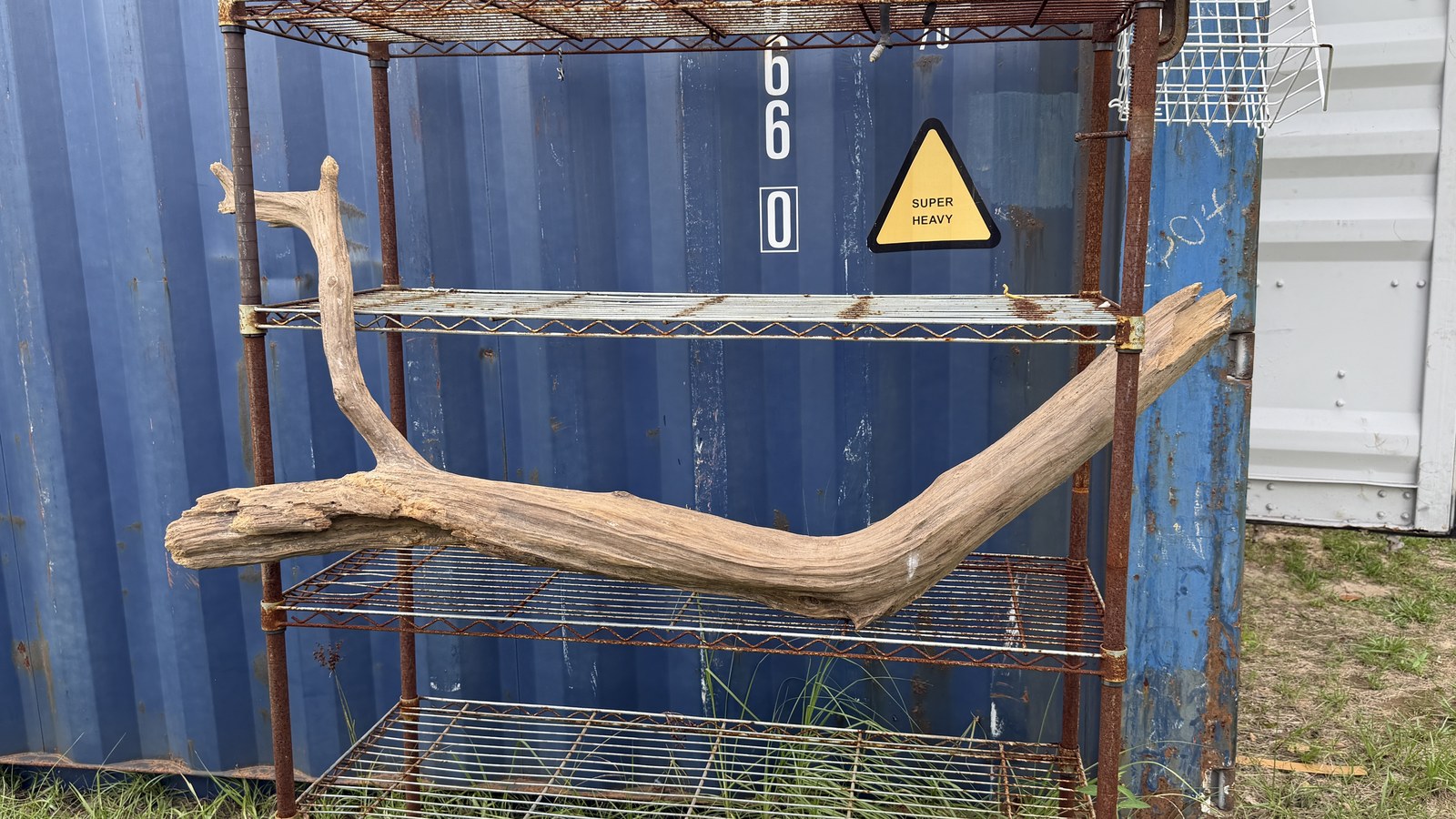 Large Curved Driftwood Display Piece photo 2