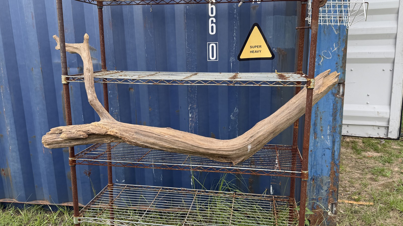 Large Curved Driftwood Display Piece photo 3