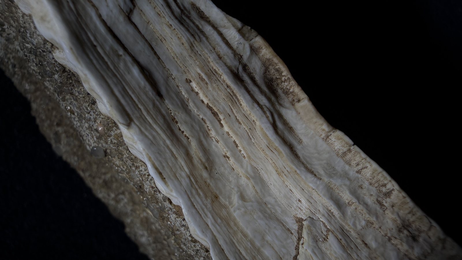 Reddit position 6 close view of pale ridges and the irregular edge