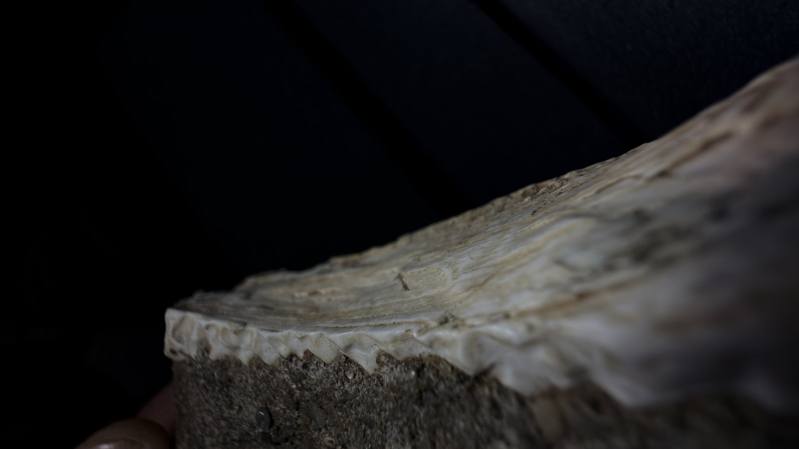 Additional reference photograph not in the original Reddit gallery: close edge and projection detail