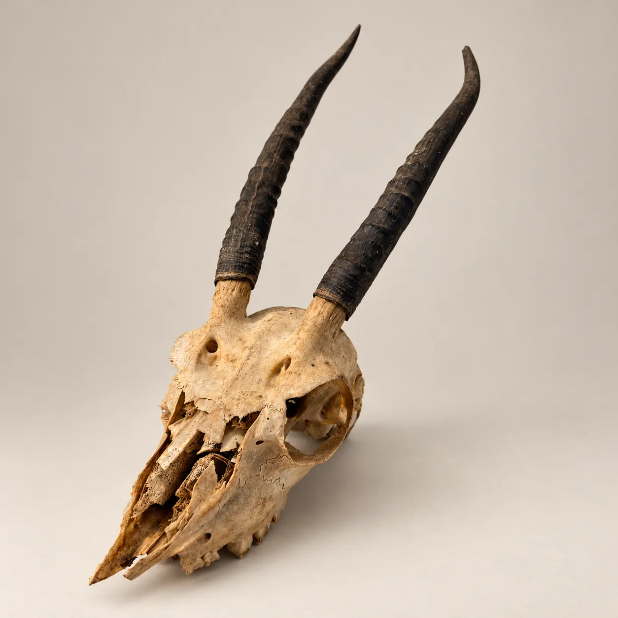 Antelope Skull with Long Horns — product photograph