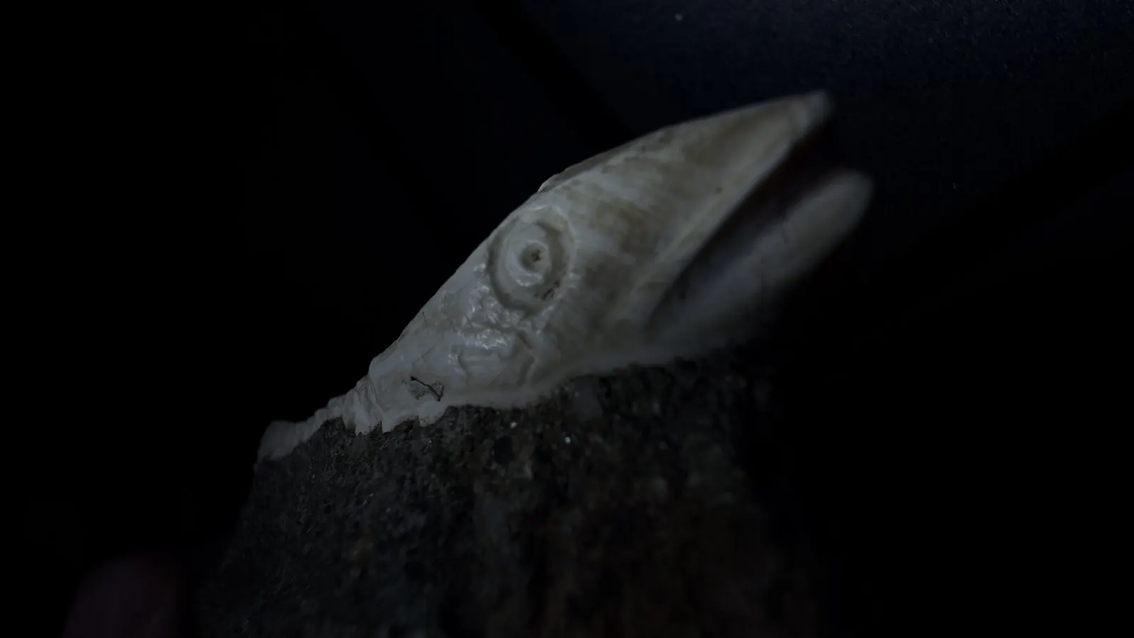 Reddit position 9 side view of the pointed pale end