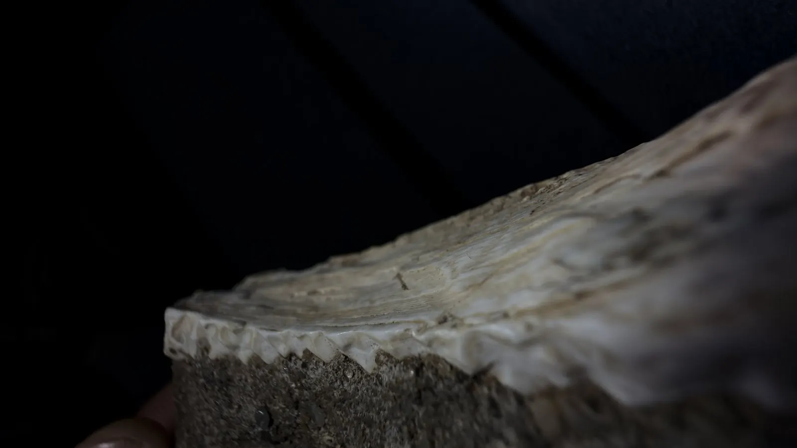 Additional reference photograph not in the original Reddit gallery: close edge and projection detail